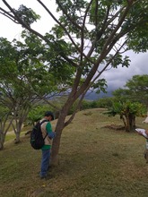 Riqueza forestal del Parque Ambiental Coraz&oacute;n de Pance   