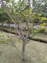 Riqueza forestal del Parque Ambiental Coraz&oacute;n de Pance   