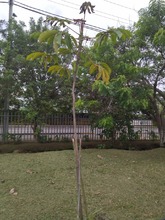 Riqueza forestal del Parque Ambiental Coraz&oacute;n de Pance   