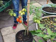 No olvide llevar el canasto ma&ntilde;ana a &lsquo;Camina San Antonio&rsquo;