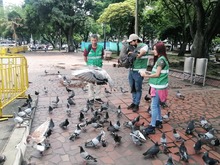 DAGMA inici&oacute; acciones de protecci&oacute;n y cuidado a palomas del centro de Cali