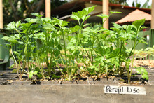 En Cali existen 490 huertas urbanas que siembran esperanza ambiental 