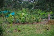 En Cali existen 490 huertas urbanas que siembran esperanza ambiental 