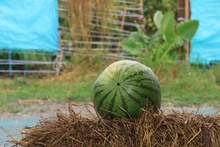 En Cali existen 490 huertas urbanas que siembran esperanza ambiental 