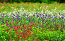 Jard&iacute;n para polinizadores