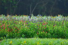 Con jardines, Cali le apuesta a la preservaci&oacute;n y la vida