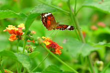 Con jardines, Cali le apuesta a la preservaci&oacute;n y la vida