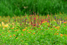 Con jardines, Cali le apuesta a la preservaci&oacute;n y la vida
