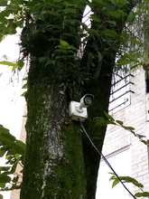 La flora urbana de Cali, es v&iacute;ctima de agresiones