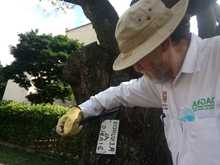 La flora urbana de Cali, es v&iacute;ctima de agresiones