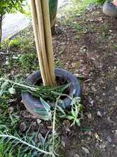 La flora urbana de Cali, es v&iacute;ctima de agresiones