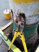 La flora urbana de Cali, es v&iacute;ctima de agresiones