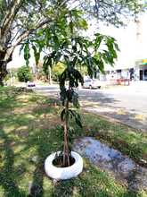 La flora urbana de Cali, es v&iacute;ctima de agresiones