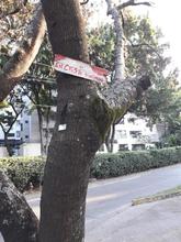 La flora urbana de Cali, es v&iacute;ctima de agresiones