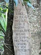 La flora urbana de Cali, es v&iacute;ctima de agresiones