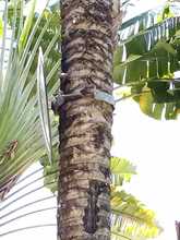 La flora urbana de Cali, es v&iacute;ctima de agresiones