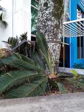 S.O.S. por los &aacute;rboles de Cali 