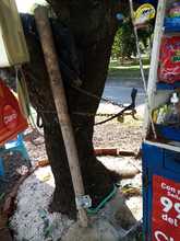 S.O.S. por los &aacute;rboles de Cali 