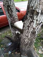 S.O.S. por los &aacute;rboles de Cali 