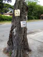 S.O.S. por los &aacute;rboles de Cali 