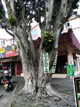 S.O.S. por los &aacute;rboles de Cali 