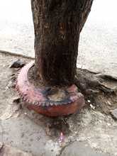 S.O.S. por los &aacute;rboles de Cali 