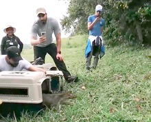 Tres zorros cangrejeros llegaron a poblar el Coraz&oacute;n de Pance