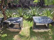 Por principio de solidaridad social, las colonias de gatos ferales deben ser respetadas