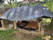 Por principio de solidaridad social, las colonias de gatos ferales deben ser respetadas