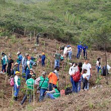 Cumplea&ntilde;os feliz para Cali con la siembra de 1.000 &aacute;rboles contra incendios