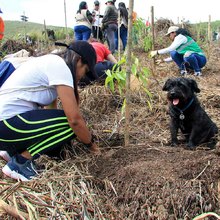 Cumplea&ntilde;os feliz para Cali con la siembra de 1.000 &aacute;rboles contra incendios