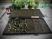 Calima, un barrio pionero en el aprovechamiento de residuos org&aacute;nicos 