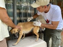 Decomisan caninos por deplorable estado de salud 