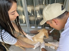 Decomisan caninos por deplorable estado de salud 
