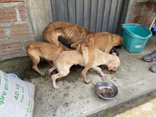 Decomisan caninos por deplorable estado de salud 