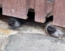 Decomisan caninos por deplorable estado de salud 