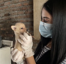 Decomisan caninos por deplorable estado de salud 