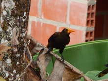 Rodeados de hadas, duendes, aves y coloridas mariposas, nuestros abuelos disfrutaron la zona rural de Cali