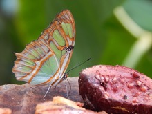 Rodeados de hadas, duendes, aves y coloridas mariposas, nuestros abuelos disfrutaron la zona rural de Cali
