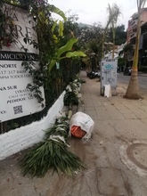 Buenas intenciones no bastan para intervenir el arbolado urbano