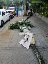 Buenas intenciones no bastan para intervenir el arbolado urbano