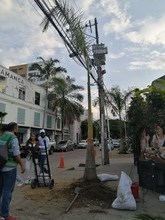 Buenas intenciones no bastan para intervenir el arbolado urbano