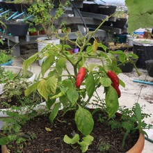 Comedores comunitarios se fortalecen con la instalaci&oacute;n de huertas urbanas 