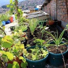 Habitantes de Silo&eacute; se benefician con iniciativas de huertas comunitarias 