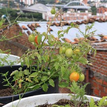 Habitantes de Silo&eacute; se benefician con iniciativas de huertas comunitarias 