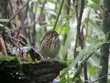 Cuando el Tororoi no se deja ver