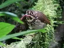 Cuando el Tororoi no se deja ver