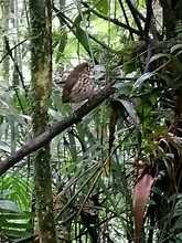 Cuando el Tororoi no se deja ver