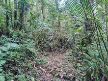 Cuando el Tororoi no se deja ver