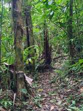 Cuando el Tororoi no se deja ver